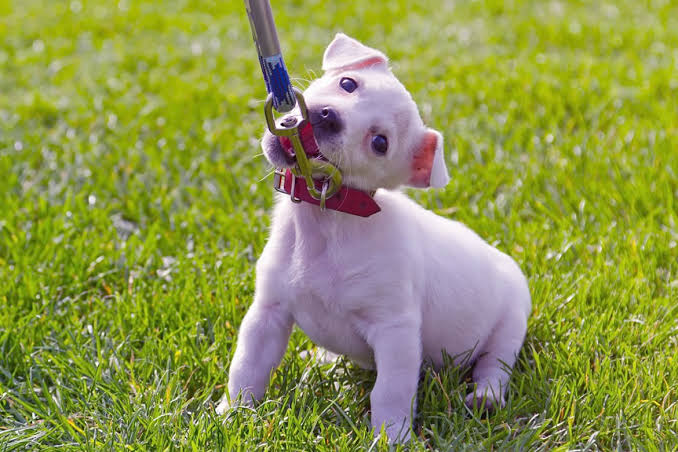 Yavru Köpek Eğitimi: Tuvalet ve Temel Komutlar Görseli
