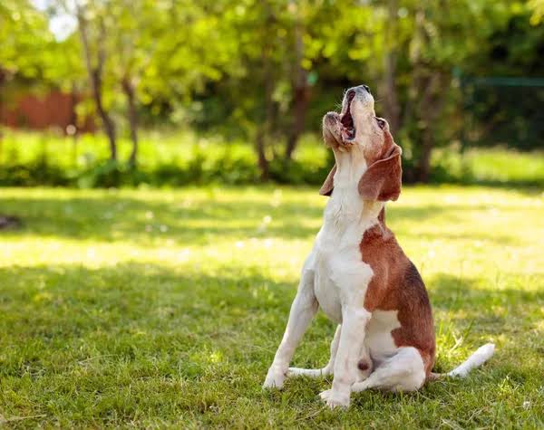Köpekler Neden Havlar ve Bu Davranışı Nasıl Kontrol Edebilirim? Görseli