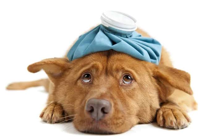 Köpeğim Neden Kusuyor? Neyi Var? Görseli