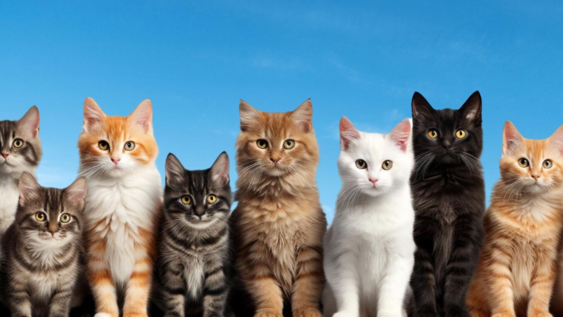 Hep Yavru Gibi Görünen 5 Minyon Kedi Cinsi: Karakteristik Özellikler ve Bakım İpuçları Görseli