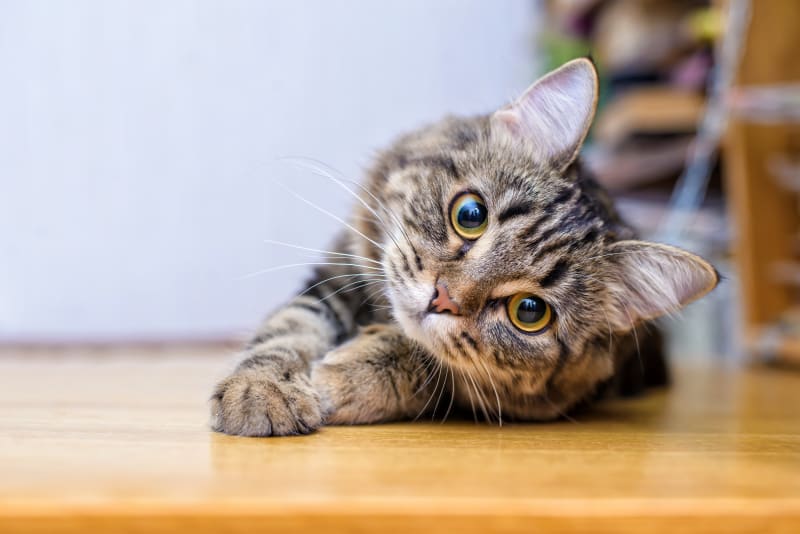 Kedimin İsmi Ne Olsun?  B Harfi ile Başlayan Kedi İsimleri Görseli