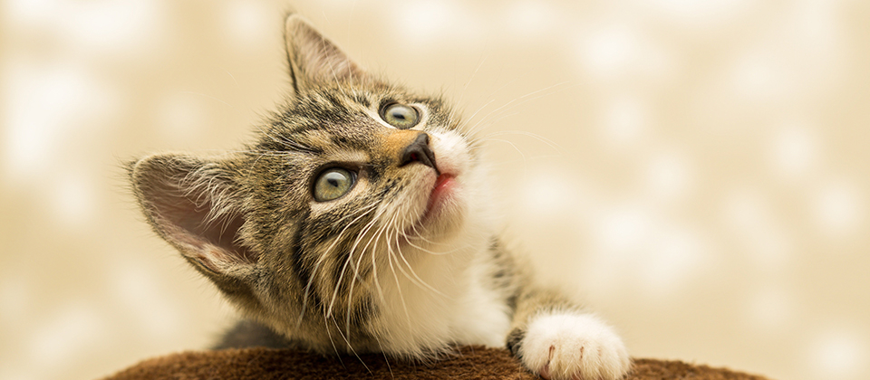 Kedimin İsmi Ne Olsun? C Harfi ile Başlayan Kedi İsimleri Görseli