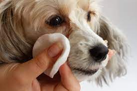 Köpeklerde Gözyaşı Kalıntısını Nasıl Silebilirim? Görseli