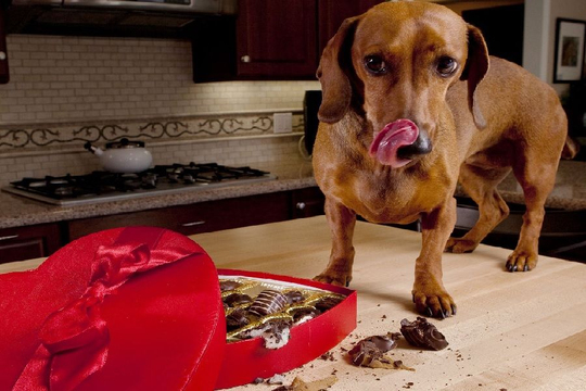 Köpekler Çikolata Yerse Kör Mü Olur? Tedavi ve Çözümü Nedir? Görseli
