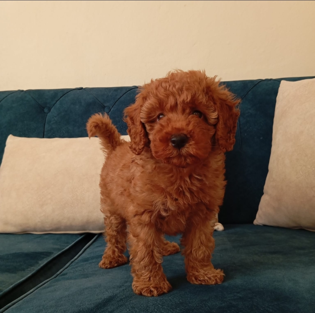 Minyatür Poodle (Kaniş) Özellikleri ve Bakımı Görseli