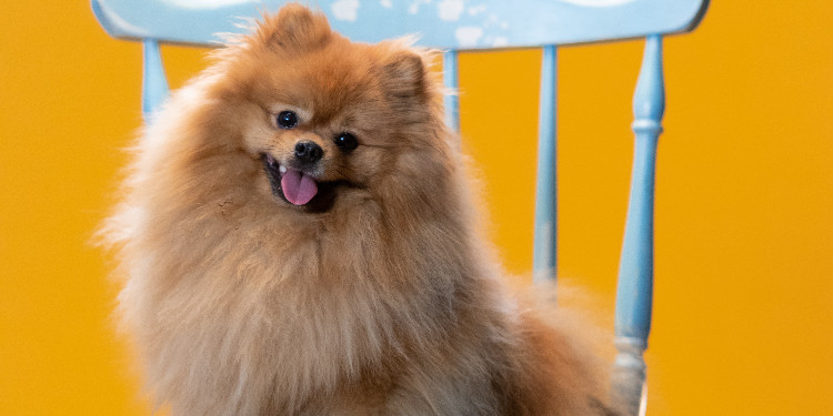 Pomeranian Boo Özellikleri ve Bakımı Görseli