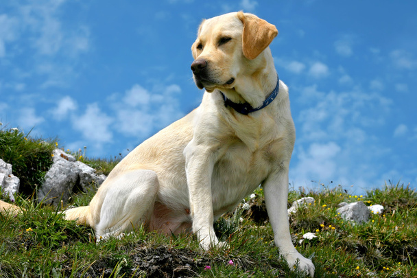 Labrador Retriever Özellikleri ve Bakımı Görseli