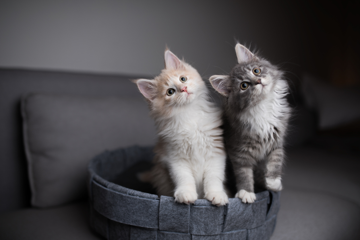 Kedi Sahiplenmeden Önce Bilmeniz Gerekenler? Görseli