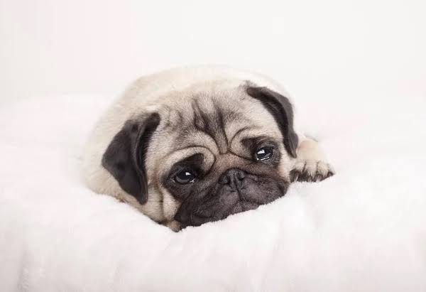 Köpeğimin Acı Çektiğini Nasıl Anlarım? Görseli