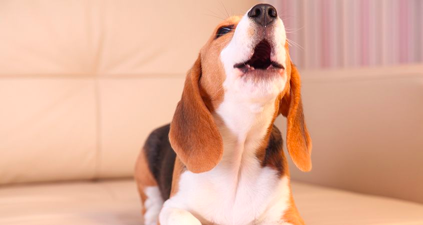 Köpeklerde Havlama Problemi ve Çözüm Yolları Görseli