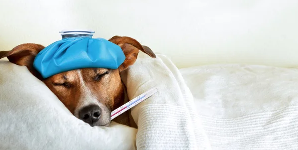 Köpeklerde Kışın Görülen Sağlık Sorunları ve Önlemleri Görseli