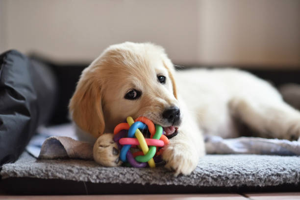 Köpeğinizin Karakterine Göre En Uygun Oyuncak Seçimi Görseli