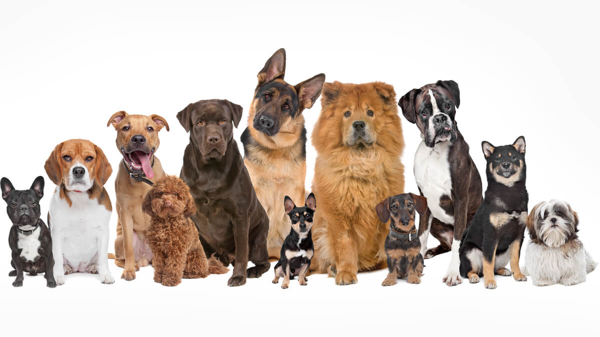Evime Hangi Köpek Irkı Seçmeliyim?  Görseli