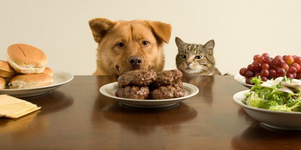Kedilerde ve Köpeklerde Beslenme: Hangi Yiyecekler Zararlı? Görseli