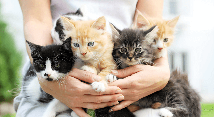 Yeni Bir Yavru Kedi Sahiplendiğinizde Yapmanız Gerekenler Görseli