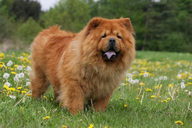 Chow Chow (Çin Aslanı) Özellikleri ve Bakımı Görseli