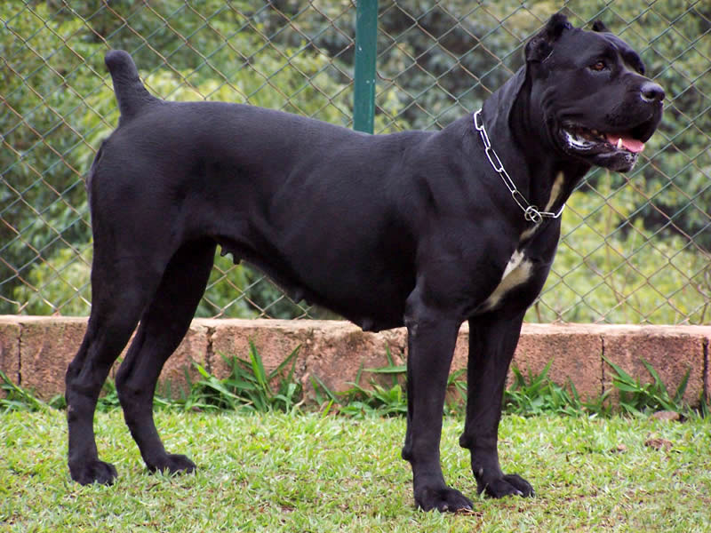 Cane Corso Özellikleri ve Bakımı Görseli