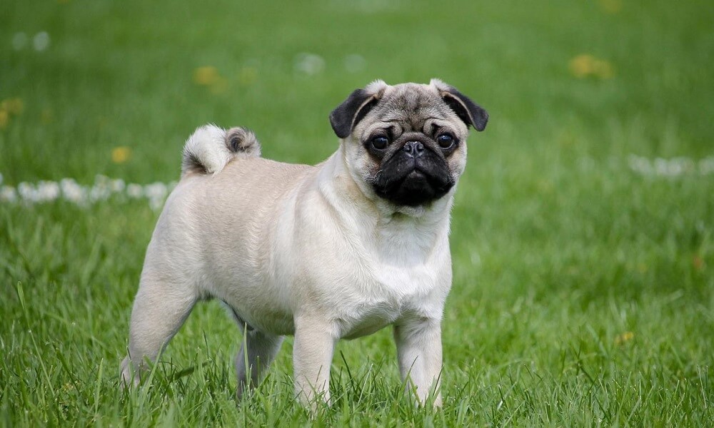 Pug Köpek Cinsi Özellikleri ve Bakımı Görseli