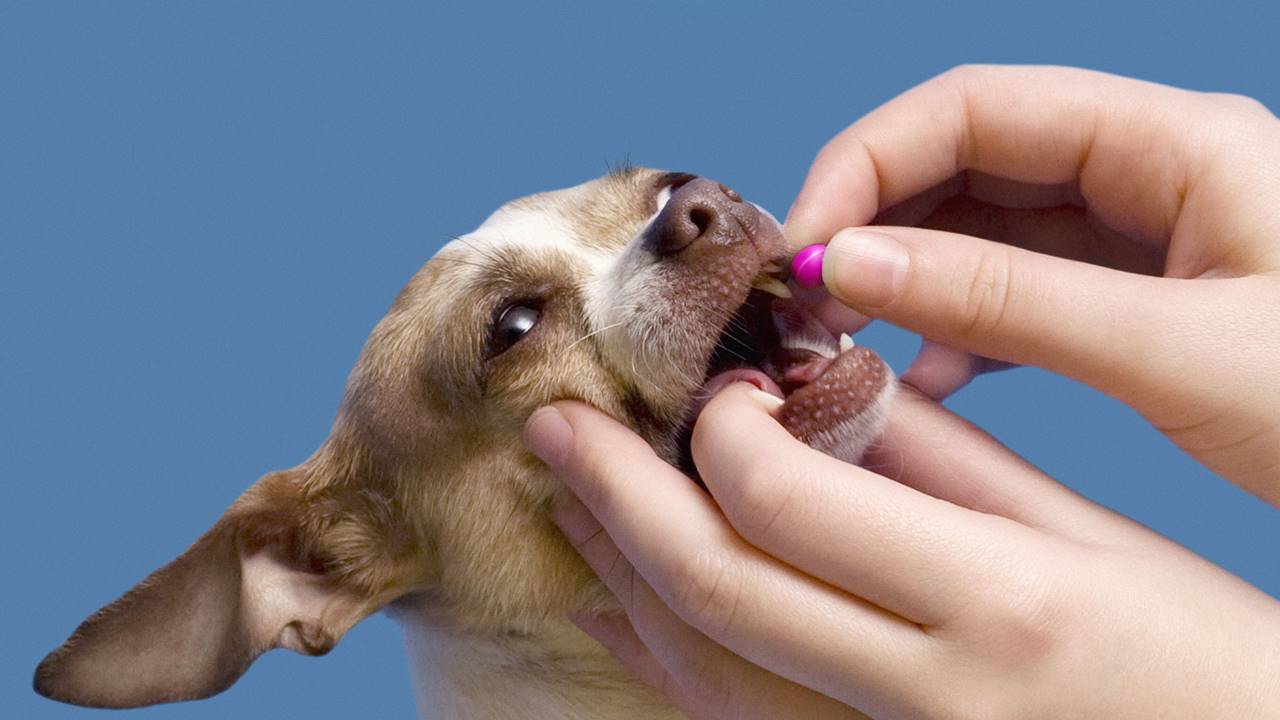 Köpeklerde Sağlıklı Gelişim İçin Vitamin ve Amino Asit Takviyeleri Görseli