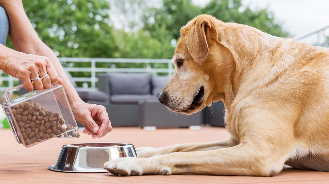 Köpeklerde Beslenme Hataları ve Sağlıklı Diyet İpuçları Görseli