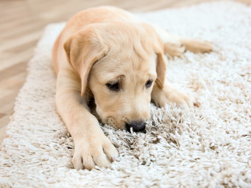 Köpeklerin Psikolojik Sağlığı: Stres ve Anksiyete İle Başa Çıkma Yöntemleri Görseli