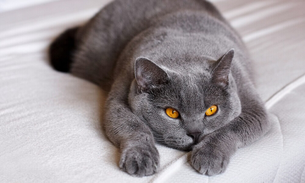 British Shorthair: Özellikleri ve Bakım İhtiyaçları Görseli