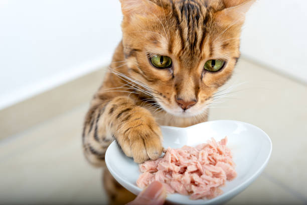 Kedi Maması Nasıl Seçilir? Hangi Mama Türü Hangi Kediye Uygun? Görseli