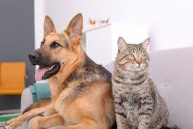 Evde Kedi-Köpek Dostluğu Nasıl Sağlanır? Görseli