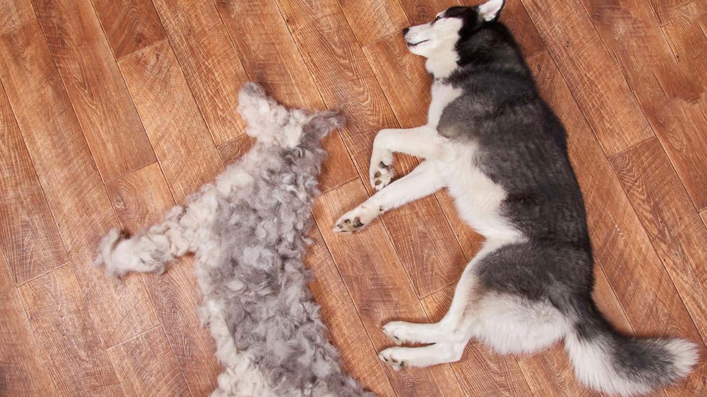Köpeğinizin Tüylerini Daha Az Dökmesi İçin 5 İpucu Görseli