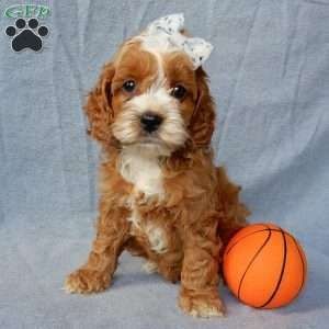 Maltipo cinsi yavrular kahve tonlu mini boy puppy 