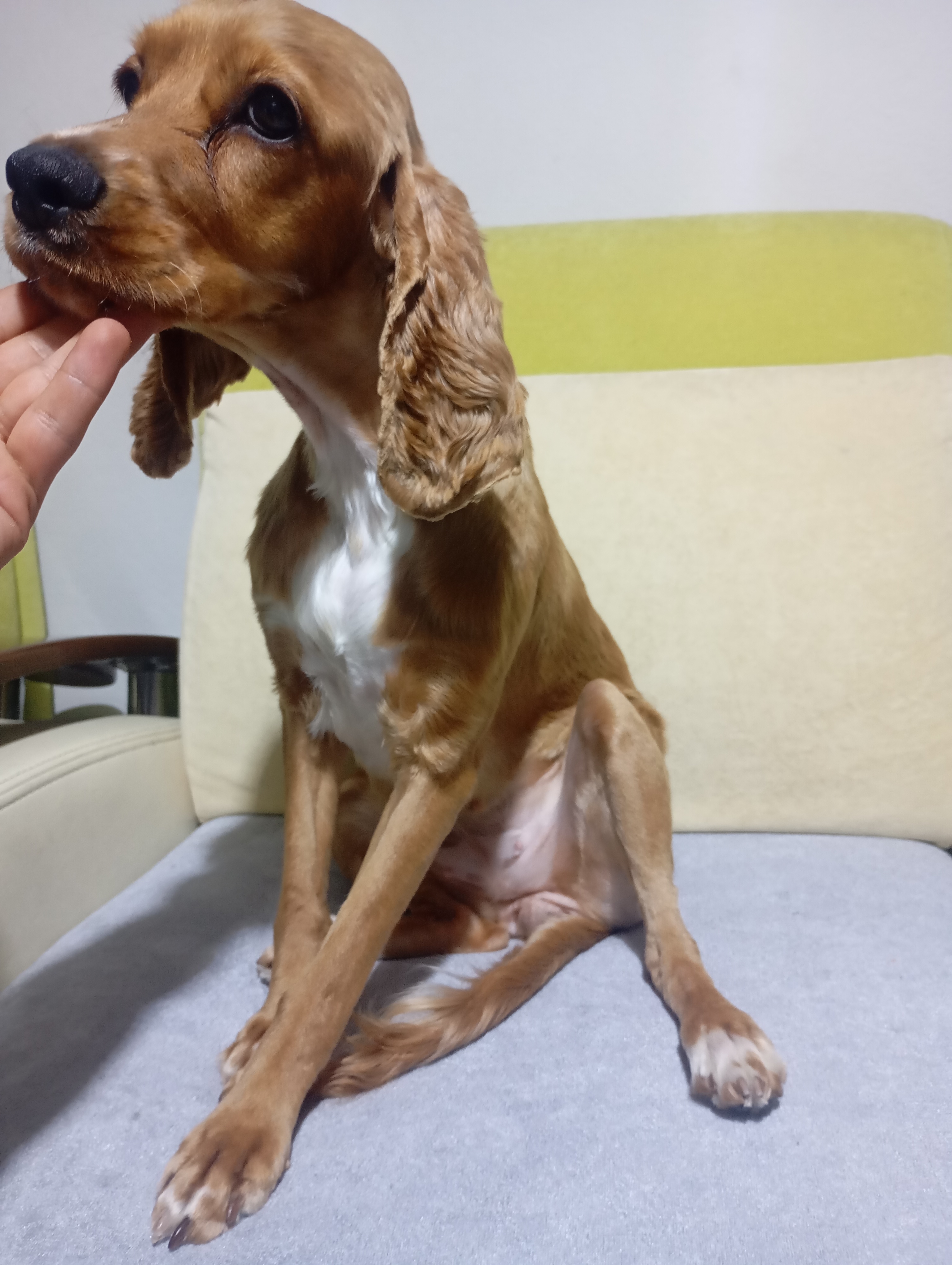 Av köpeği 