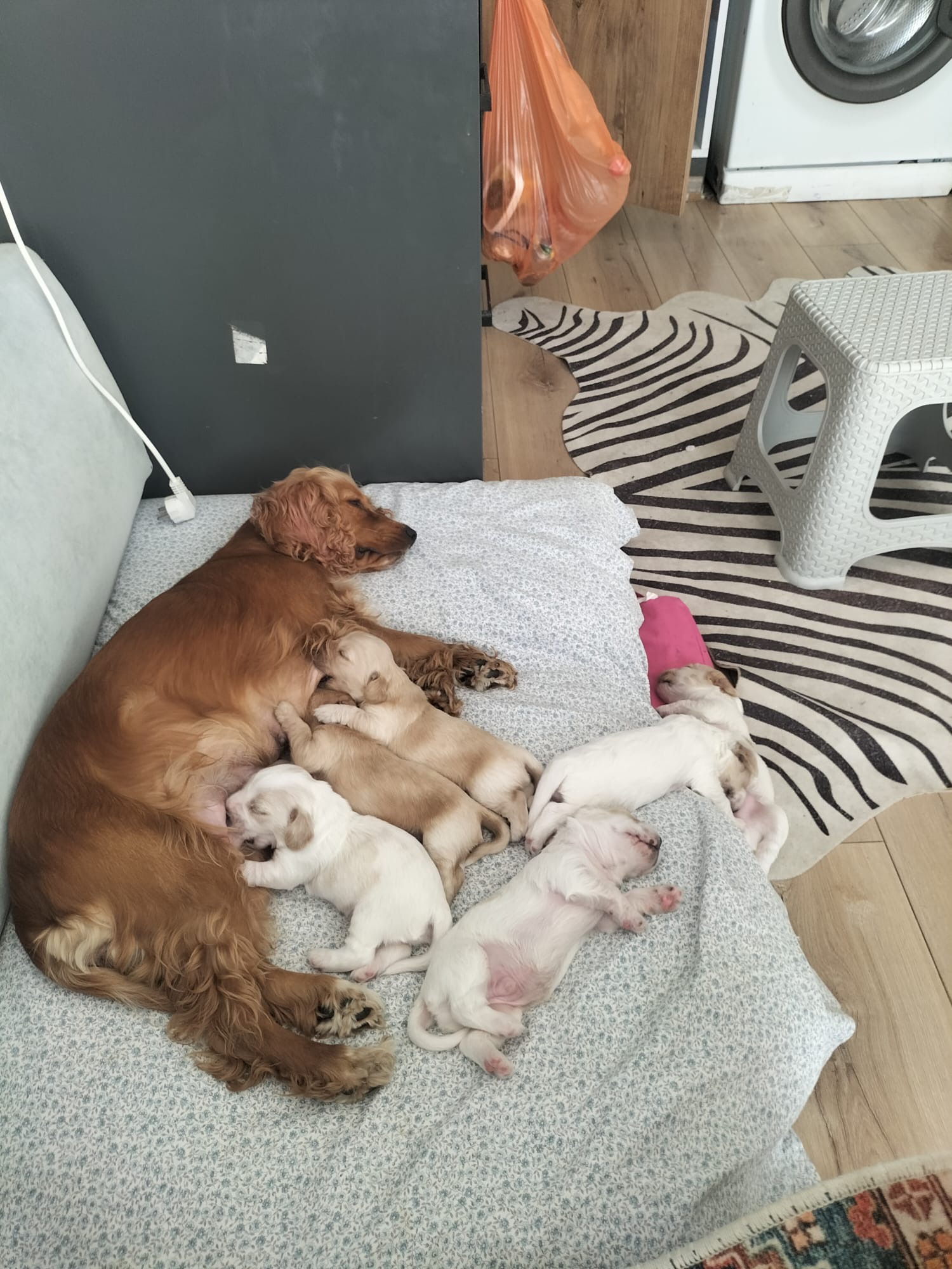 İngiliz Cocker Dişi Erkek Yavrularımız